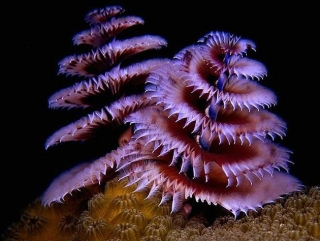 A la decouverte des beautes insoupconnees des fonds marins